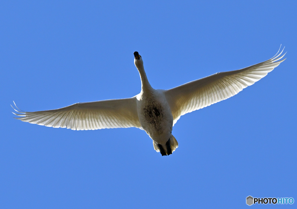 白鳥