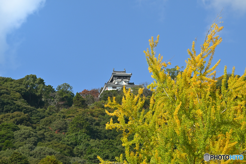 岩国城と吉香公園の銀杏