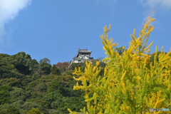 岩国城と吉香公園の銀杏