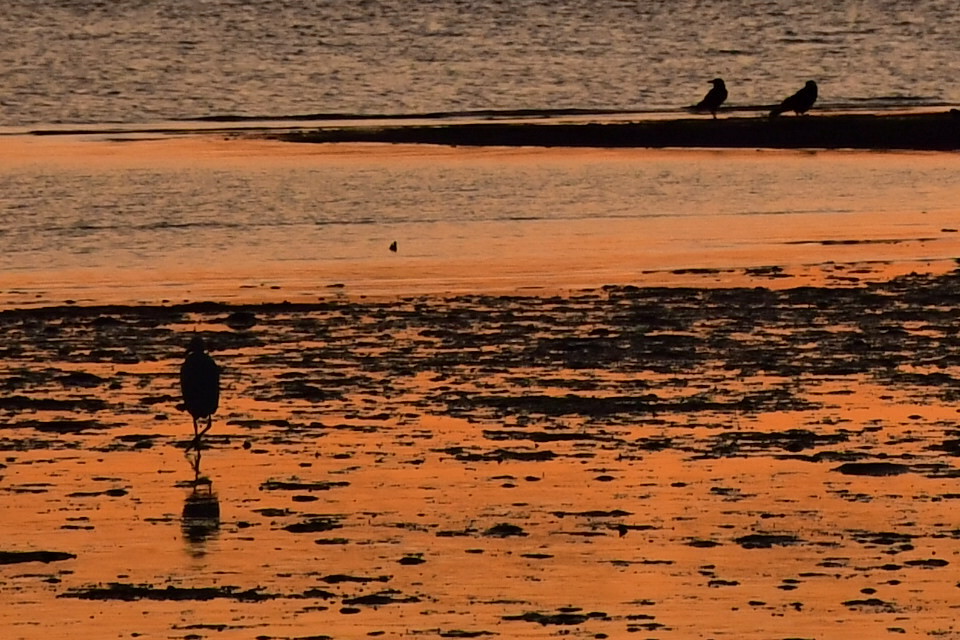 夕食狙ってます