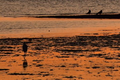 夕食狙ってます