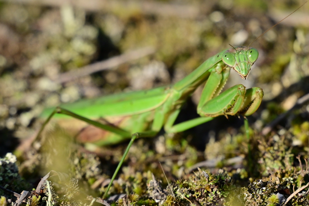 カマキリ