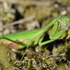 カマキリ