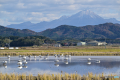 大山と白鳥