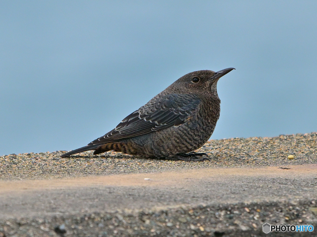 イソヒヨドリ♀