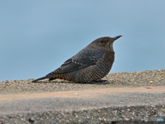 イソヒヨドリ♀