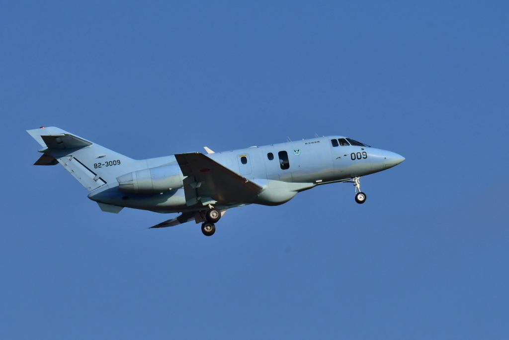 急に飛んで来た