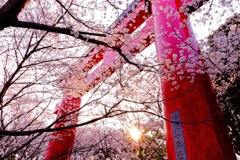 桜色の鳥居