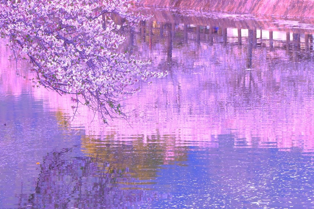 水面に桜