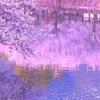 水面に桜