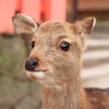 あら、あら、おべんとうつけて