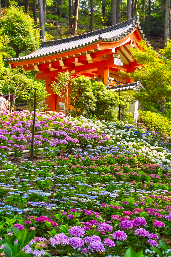 紫陽花Ⅰ