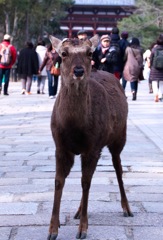 あおによし