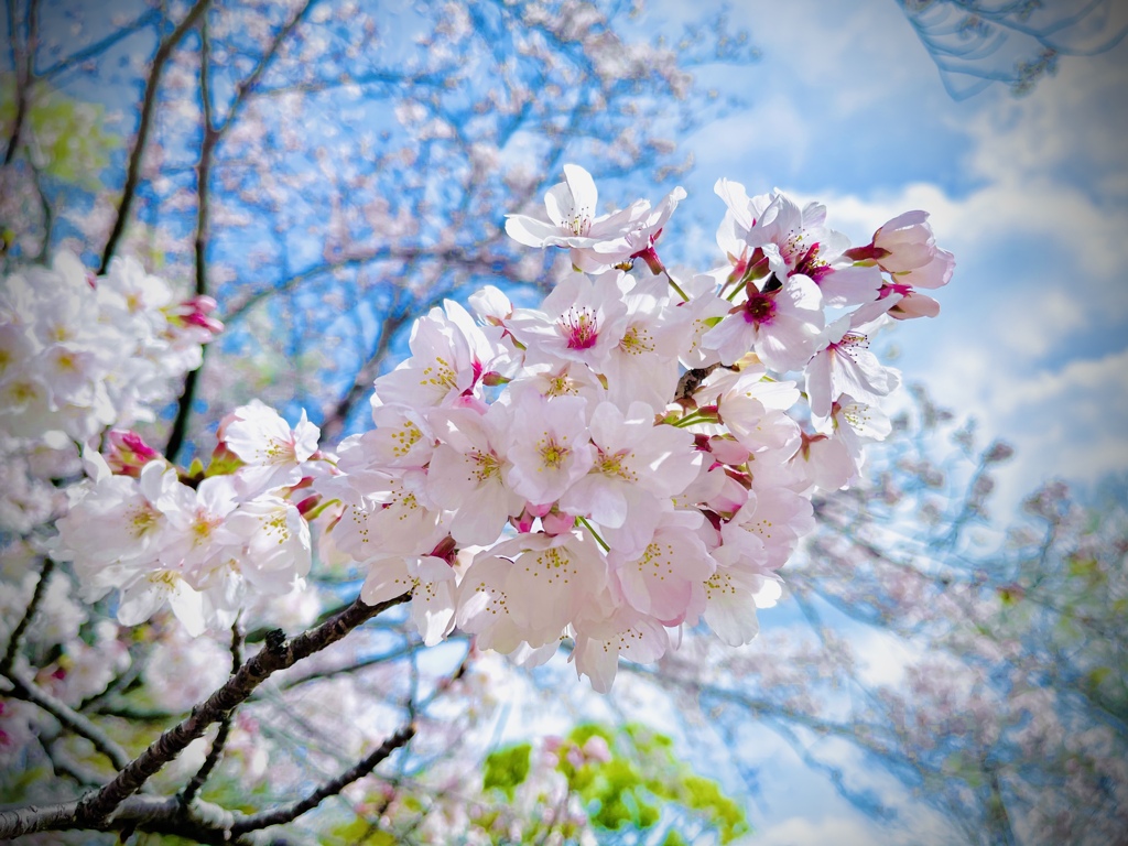 桜