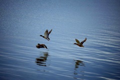 霞ヶ浦を渡る鴨