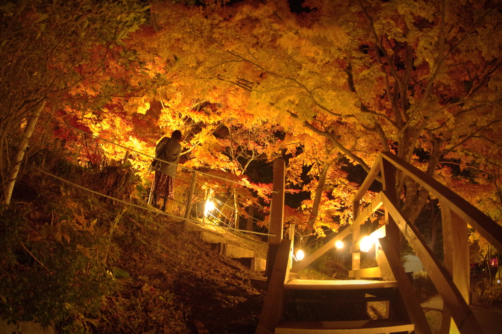 紅葉灯り