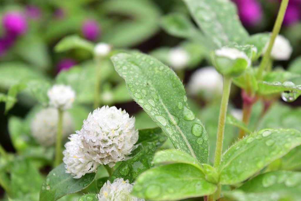 雨上がりの花壇