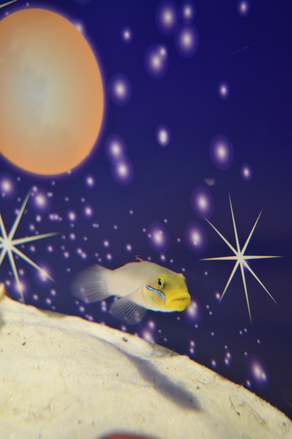 夜空を泳ぐ