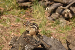 シマリス３