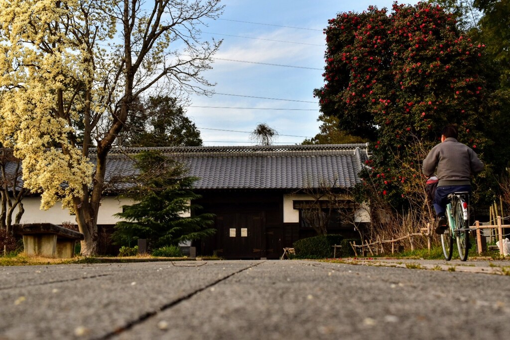 赤と白の花が咲く道