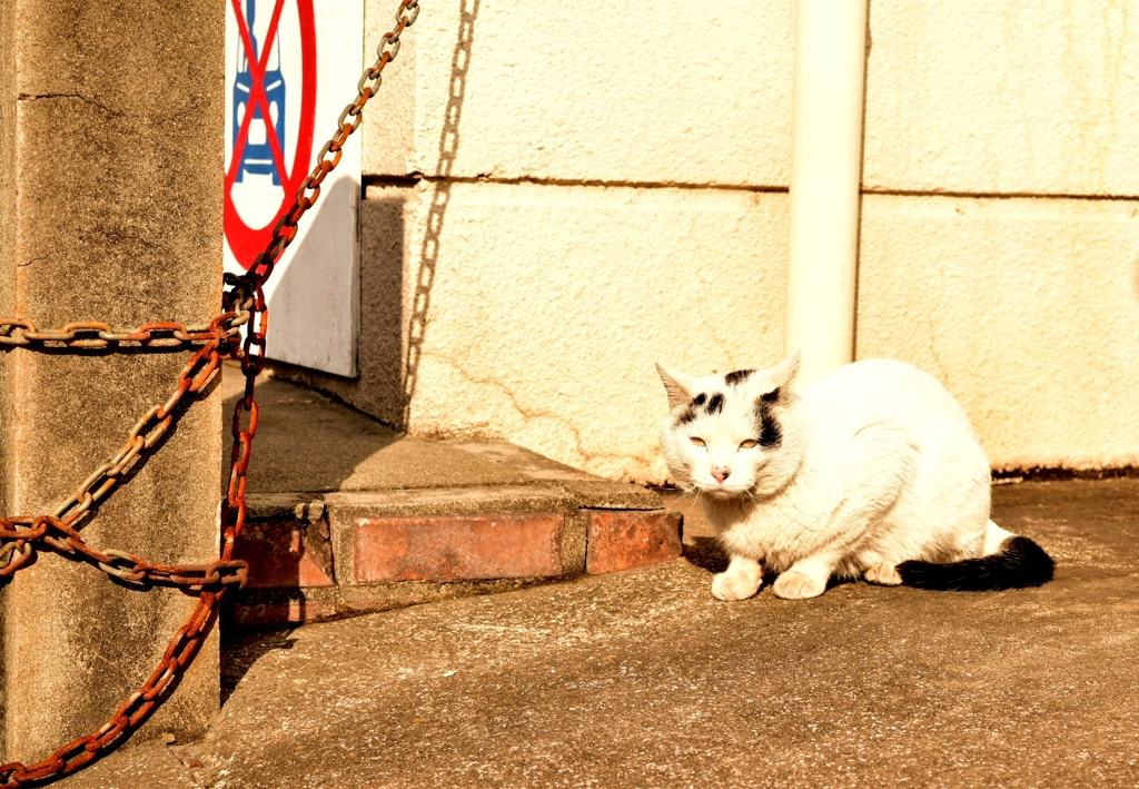 日だまりの猫