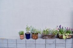 植木鉢の並びは、ちょっとしたこだわり