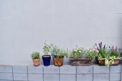 植木鉢の並びは、ちょっとしたこだわり