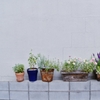 植木鉢の並びは、ちょっとしたこだわり