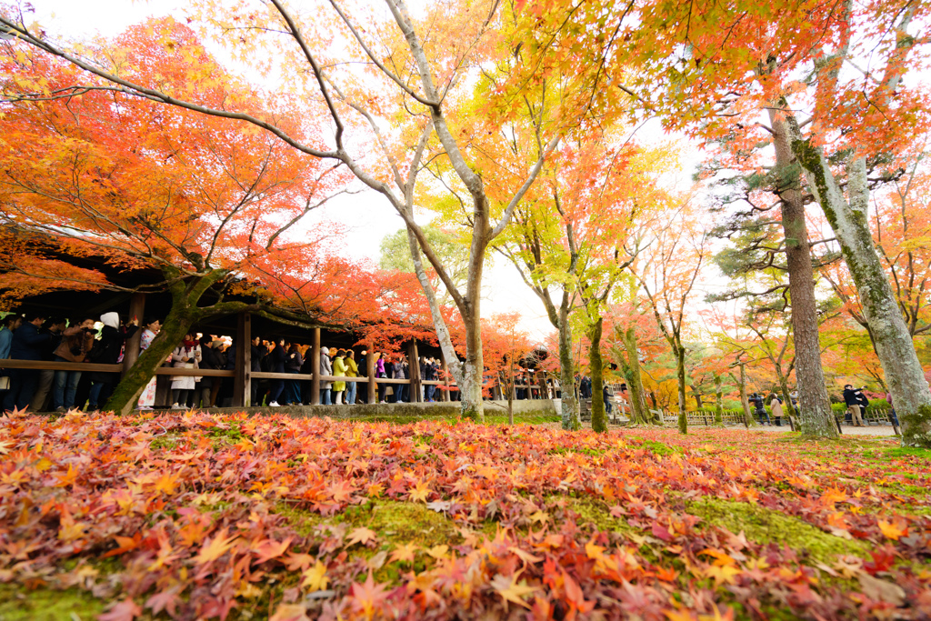 臨済宗大本山 東福寺 紅葉