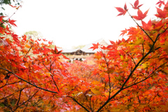 臨済宗大本山 東福寺 紅葉