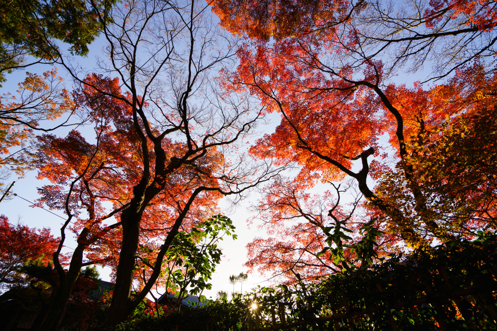 臨済宗大本山 東福寺 紅葉