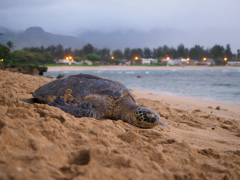 Sea Turtle