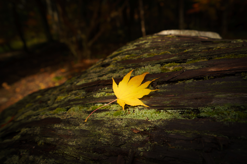 紅葉
