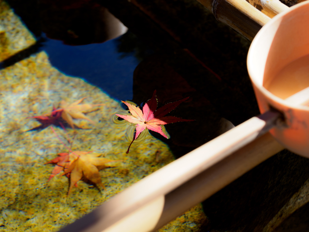 京都 総本山 光明寺 紅葉