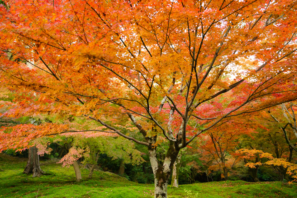 臨済宗大本山 東福寺 紅葉