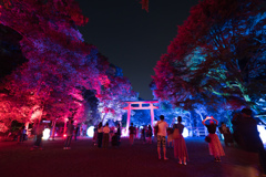 下賀茂神社 光の祭