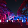 下賀茂神社 光の祭