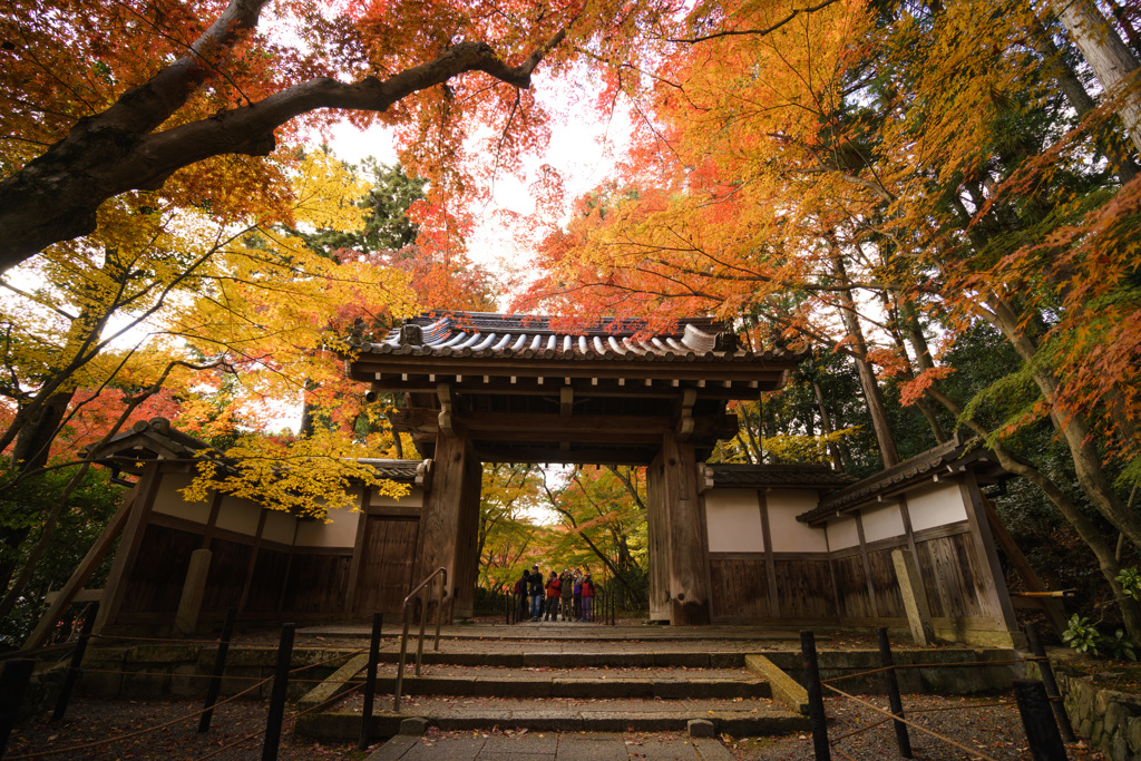 京都 総本山 光明寺 紅葉