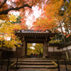 京都 総本山 光明寺 紅葉