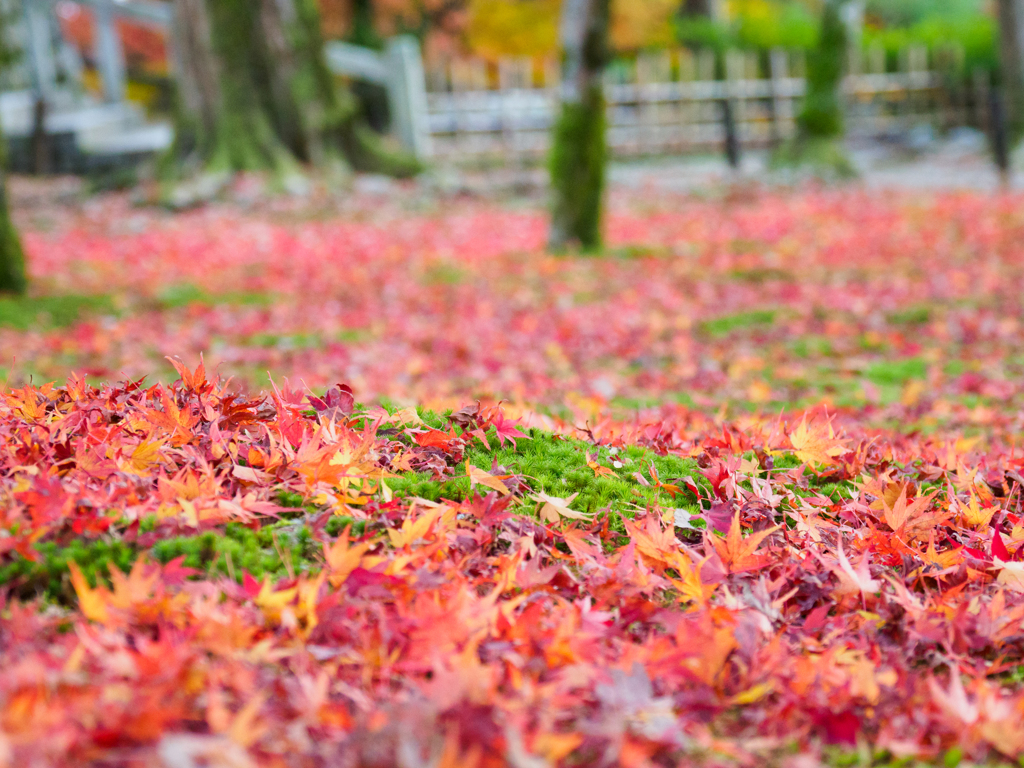 臨済宗大本山 東福寺 紅葉