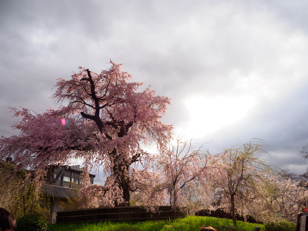 Sakura