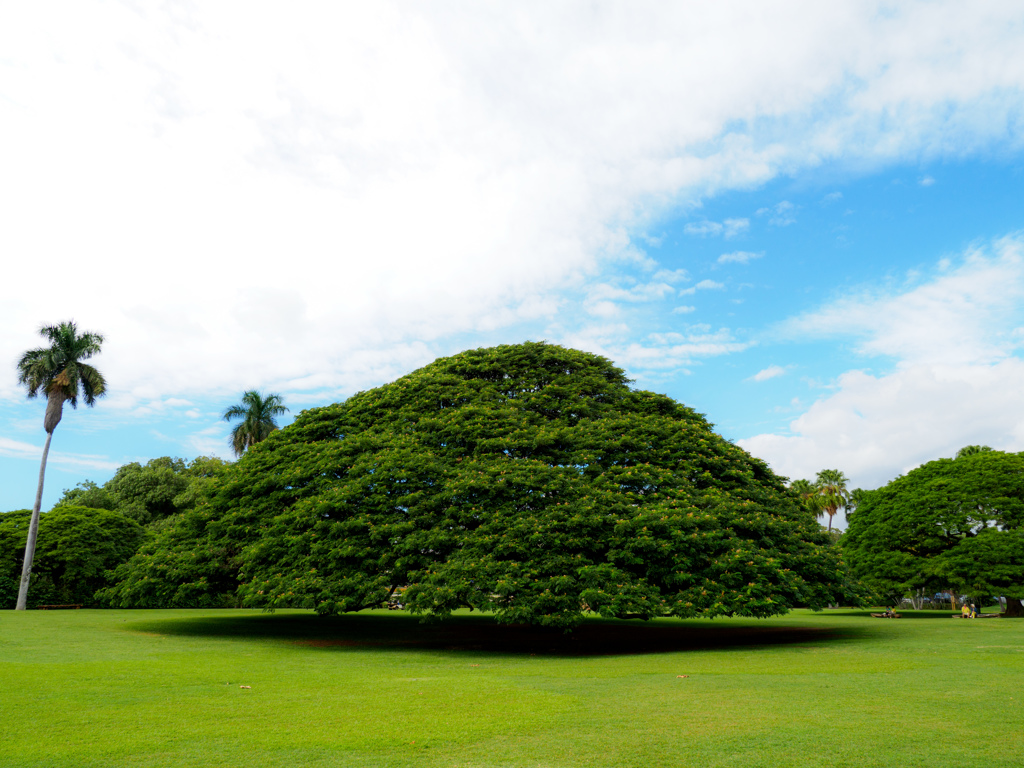 What Kind of Tree Is This？