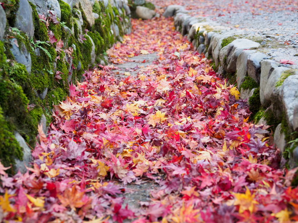 臨済宗大本山 東福寺 紅葉