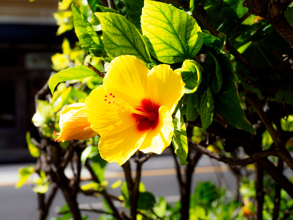  hibiscus