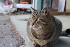 我が家の猫