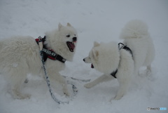 楽しい雪遊び