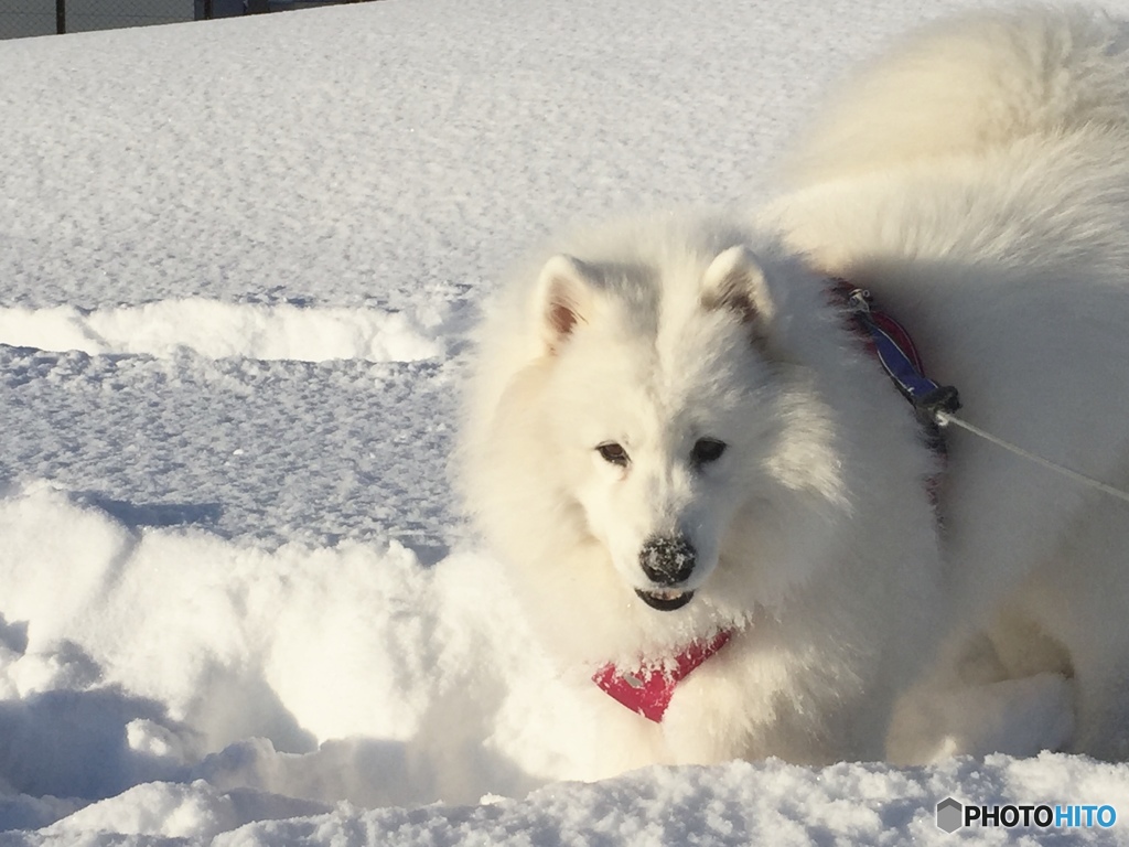 雪深く…