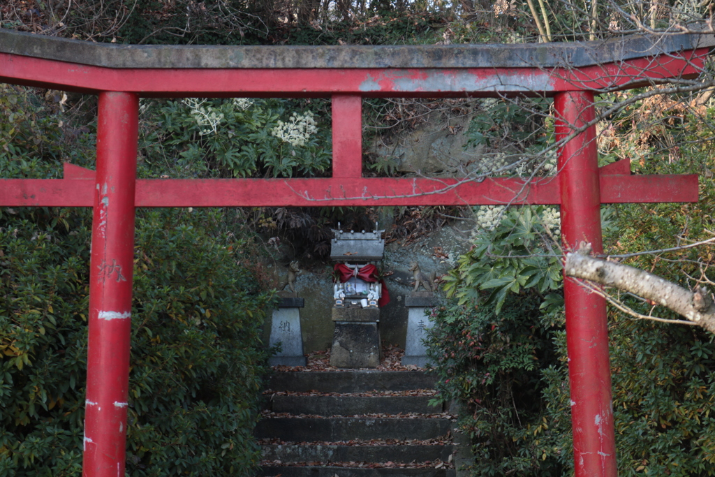 朝の散歩で2