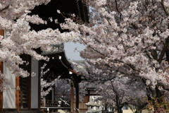 近所のお寺の桜