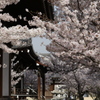 近所のお寺の桜